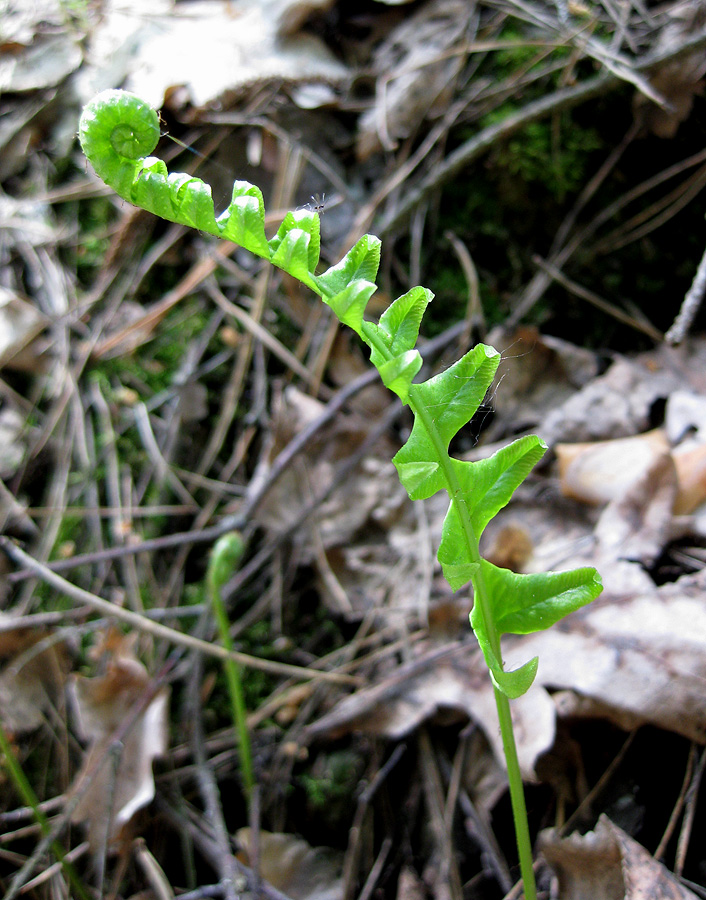 Image of Polypodium vulgare specimen.