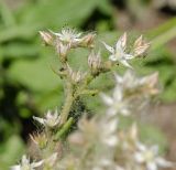 Sedum subspecies bithynicum