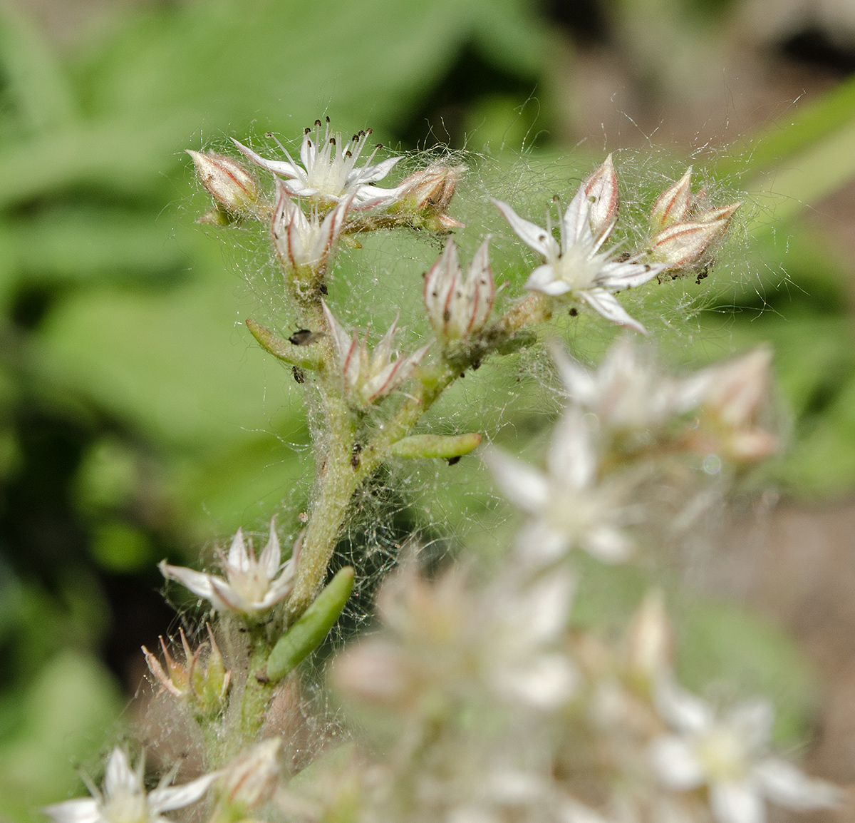 Image of Sedum pallidum ssp. bithynicum specimen.