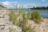 Achillea cartilaginea