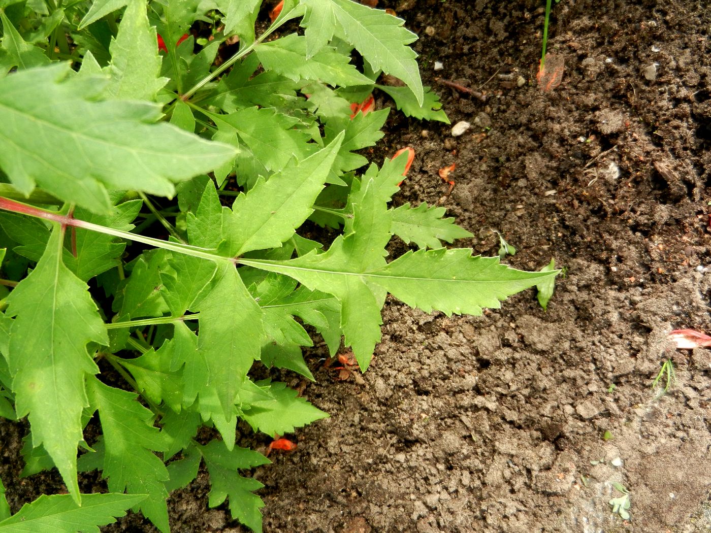 Image of Dahlia coccinea specimen.