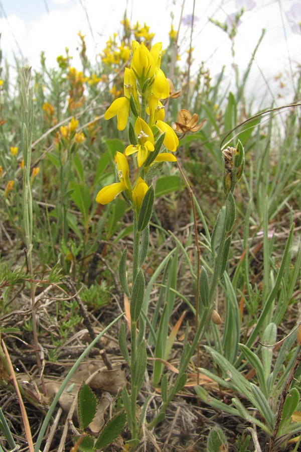 Image of Genista taurica specimen.