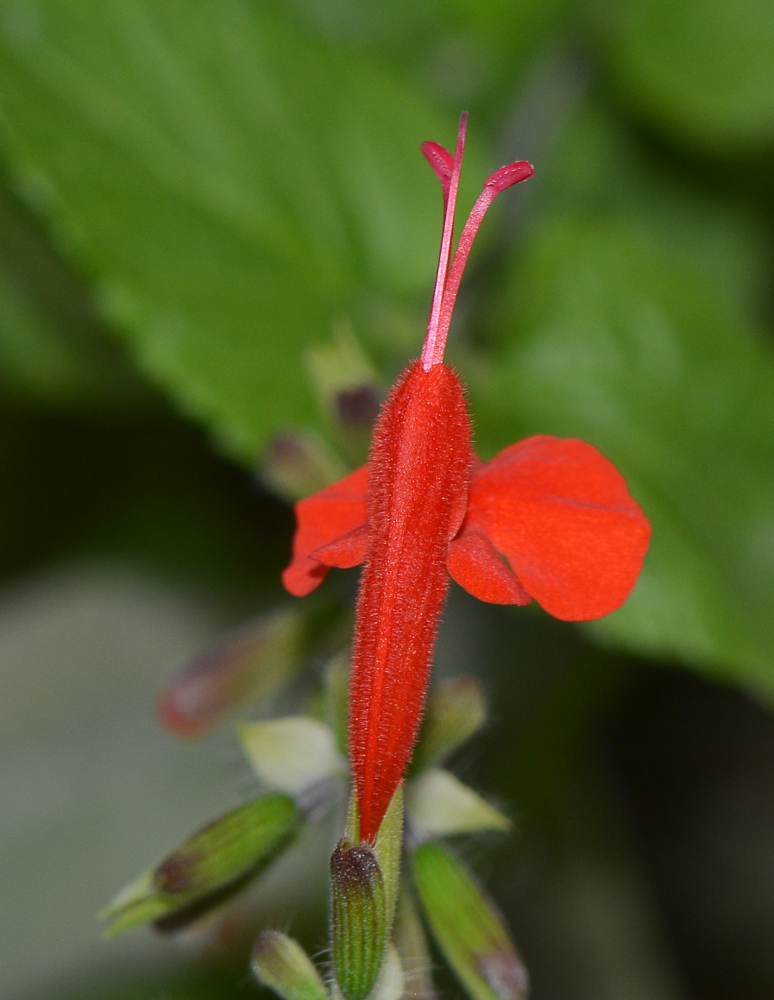 Image of Salvia coccinea specimen.