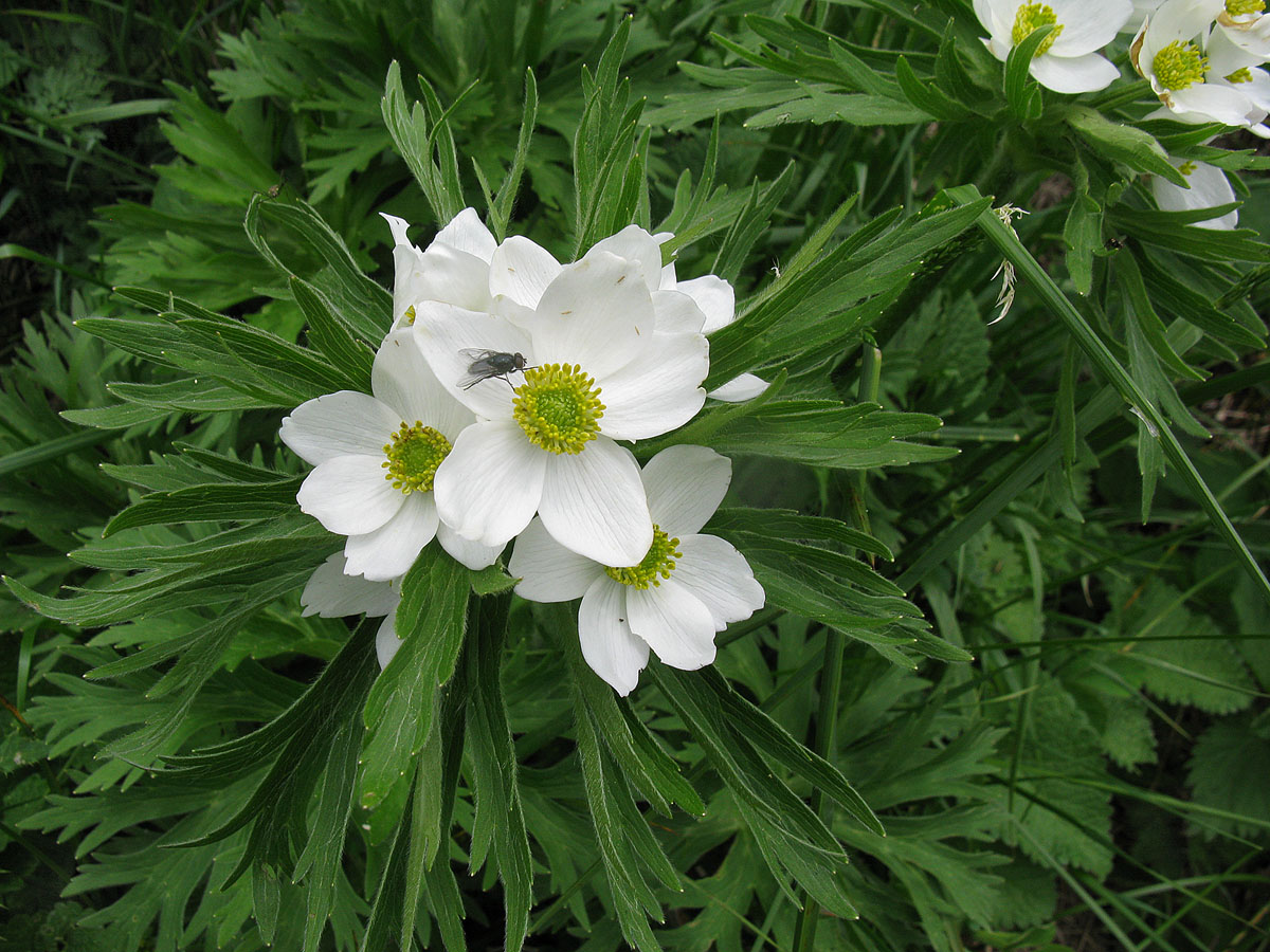 Image of Anemonastrum fasciculatum specimen.