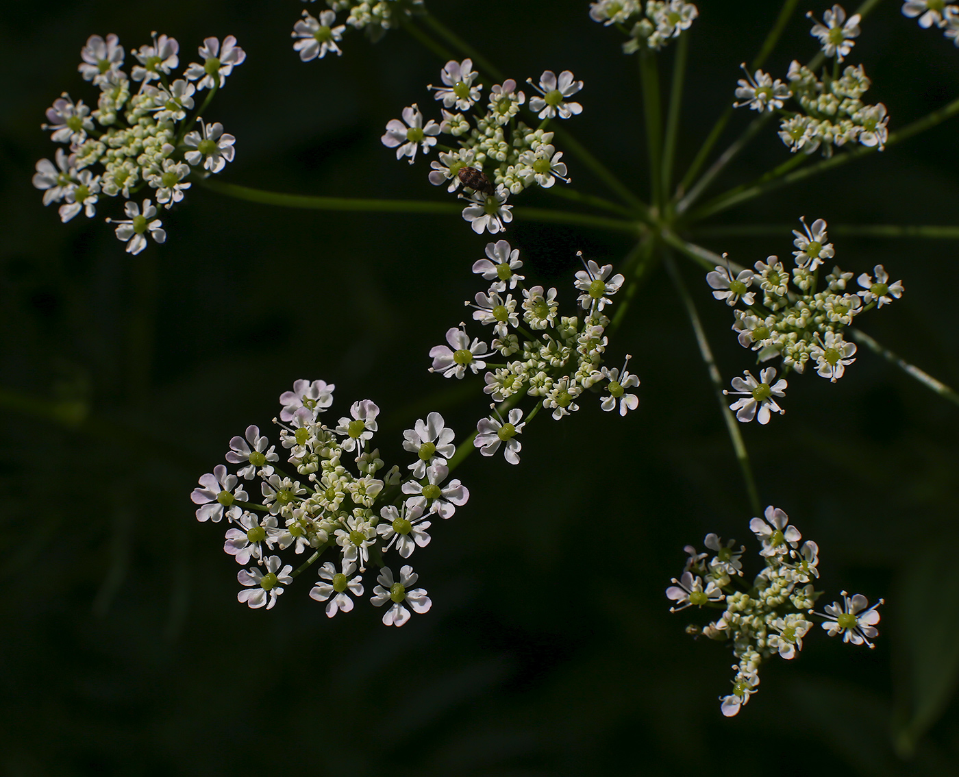 Image of Chaerophyllum prescottii specimen.