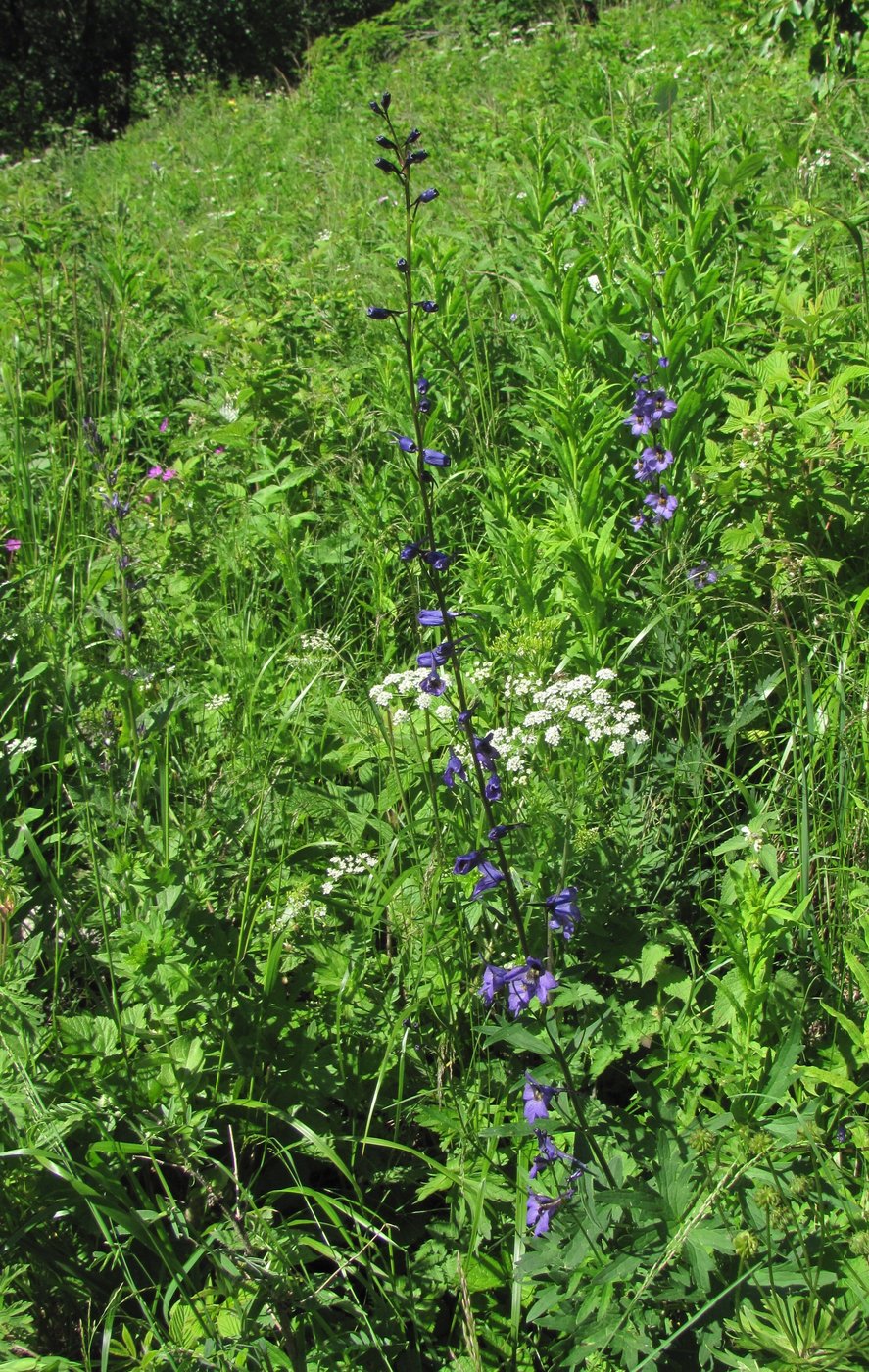 Image of Delphinium flexuosum specimen.