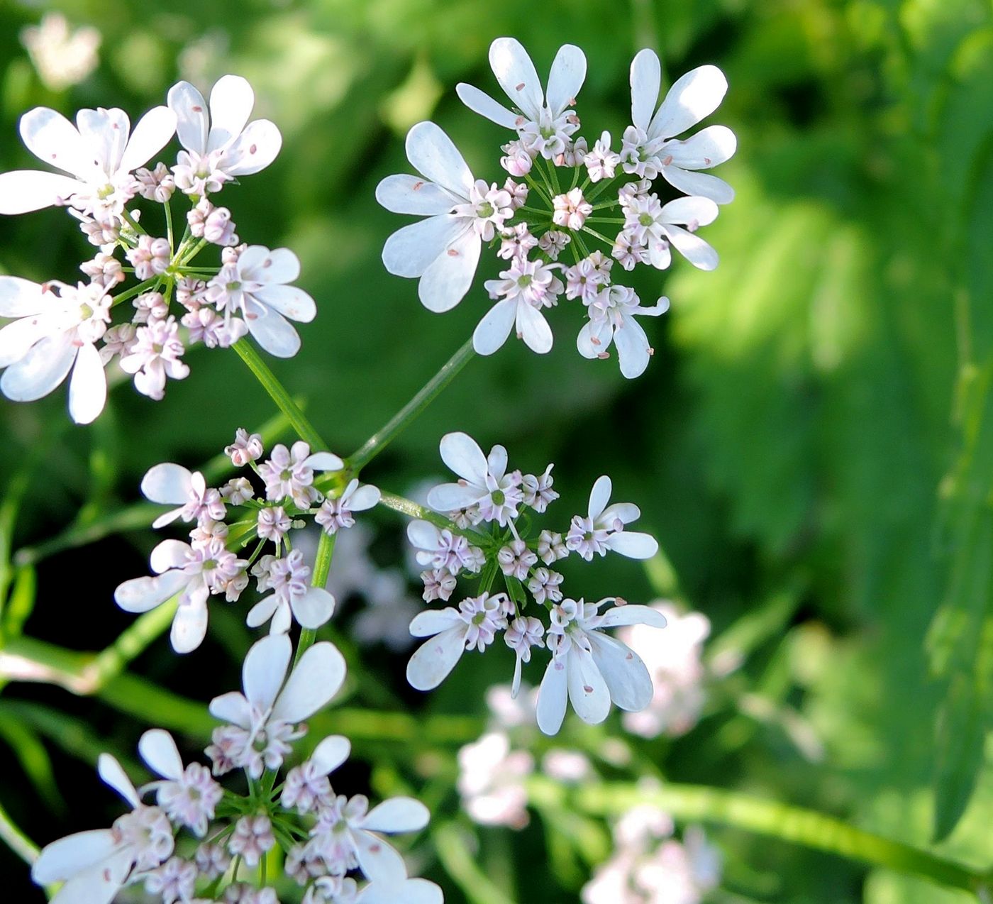 Изображение особи Coriandrum sativum.