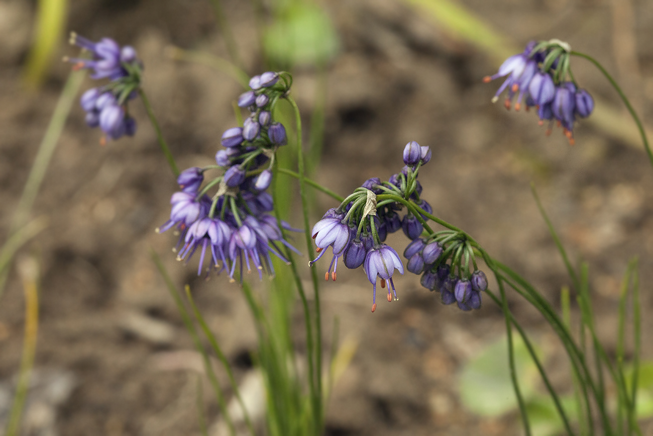 Image of Allium cyaneum specimen.