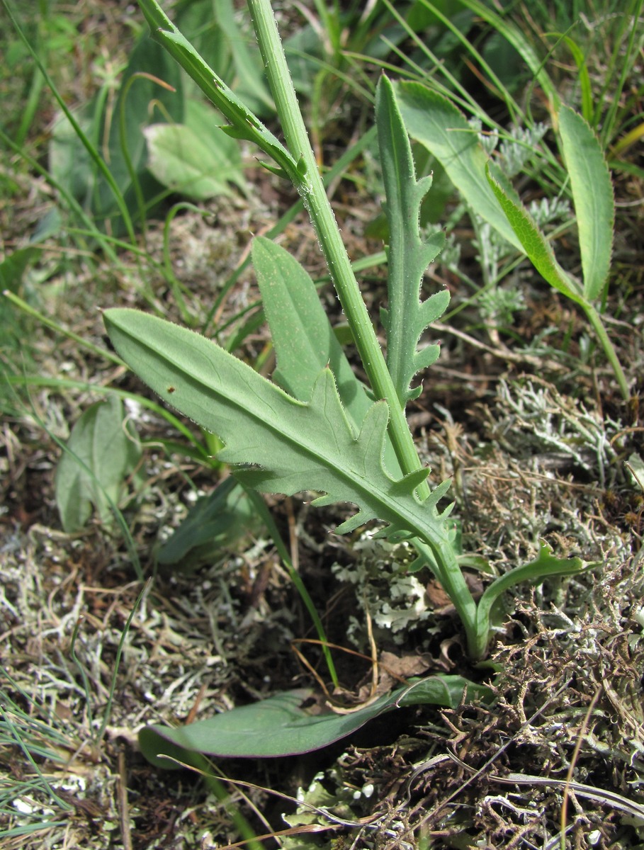 Image of Klasea haussknechtii specimen.