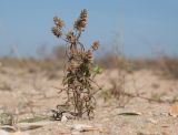 Plantago arenaria подвид orientalis. Плодоносящее растение. Краснодарский край, м/о город-курорт Анапа, окр. станицы Благовещенская, Витязевская коса, прибрежная дюна. 05.10.2019.