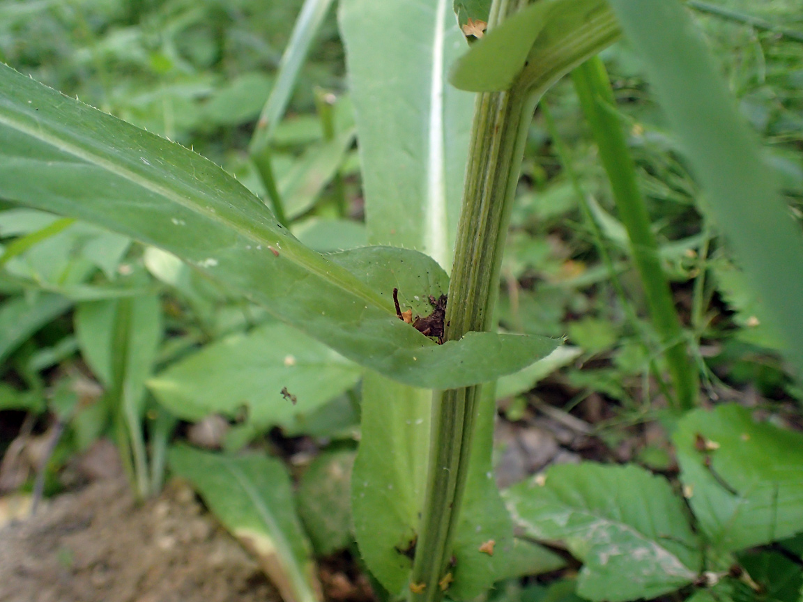 Image of Cirsium heterophyllum specimen.