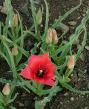 Tulipa linifolia