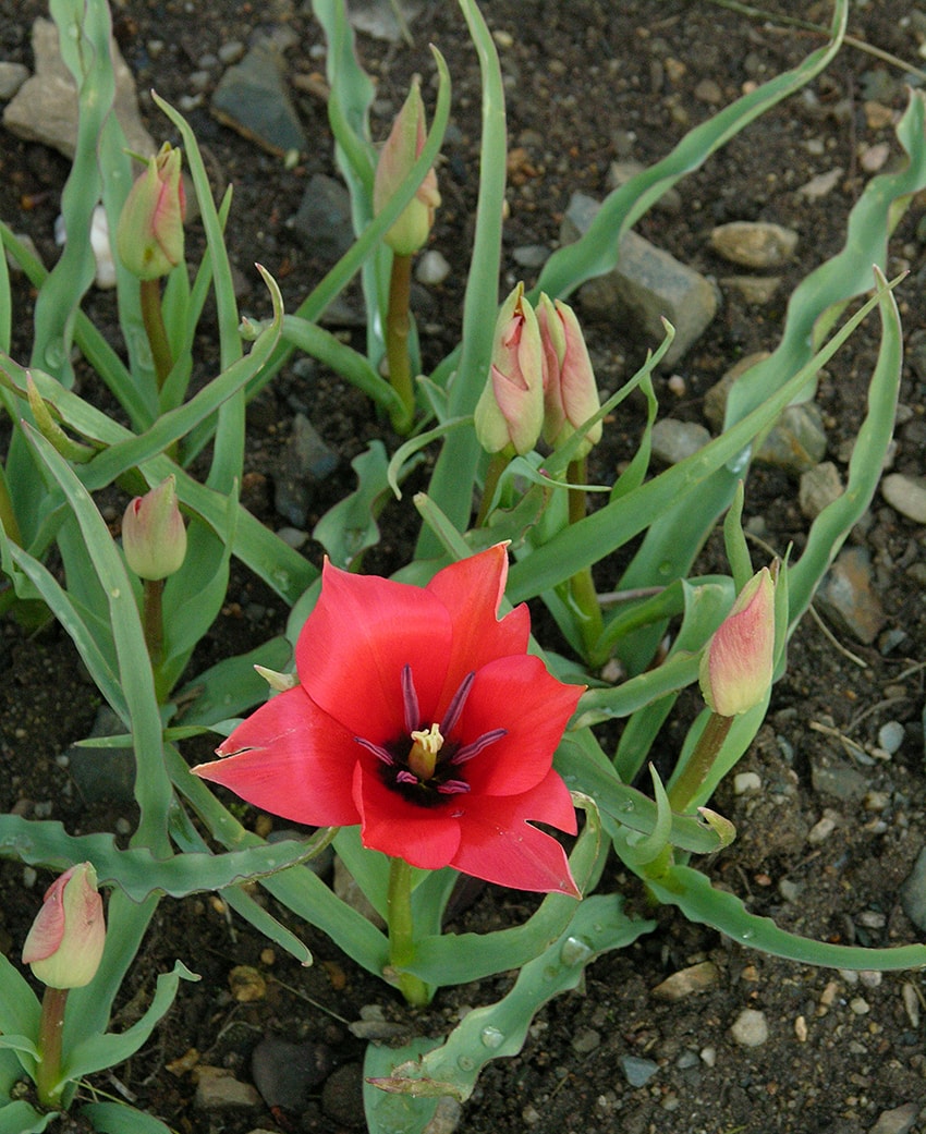 Image of Tulipa linifolia specimen.