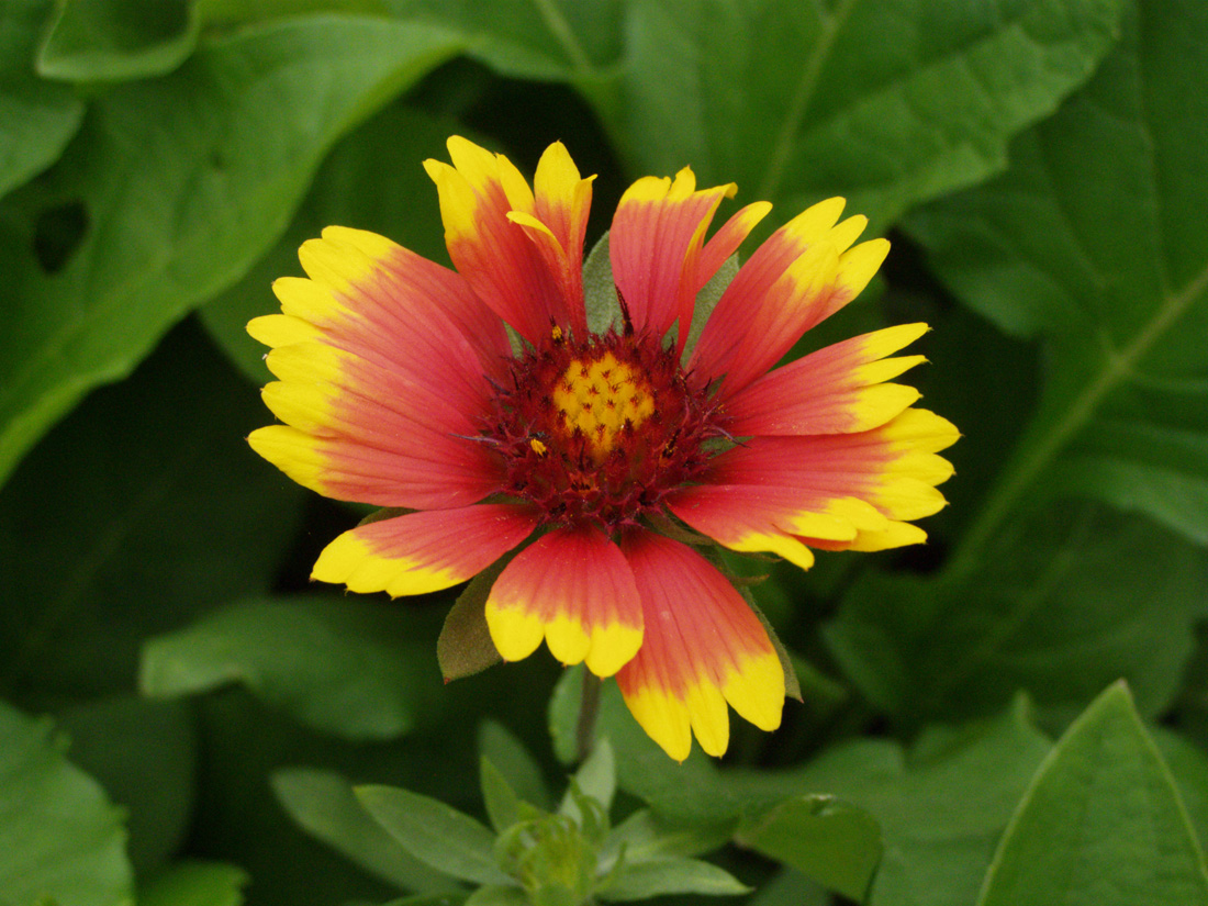 Изображение особи Gaillardia aristata.