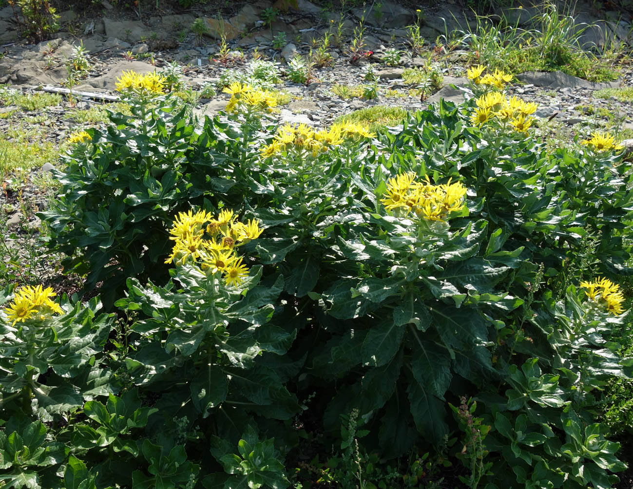 Image of Senecio pseudoarnica specimen.