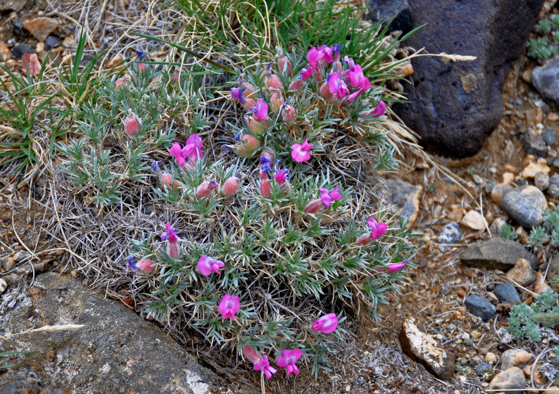 Изображение особи Oxytropis kossinskyi.