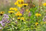 Inula salicina. Верхушки побегов с соцветиями. Псковская обл., Печорский р-н, Изборско-Мальская долина восточнее оз. Городищенское, суходольный злаково-разнотравный луг. 03.08.2019.