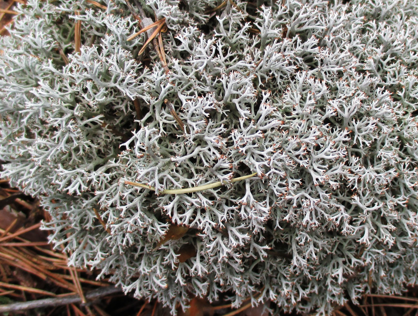 Изображение особи Cladonia rangiferina.