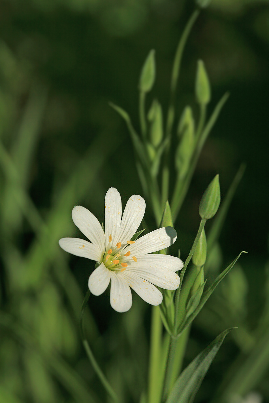 Изображение особи Stellaria holostea.