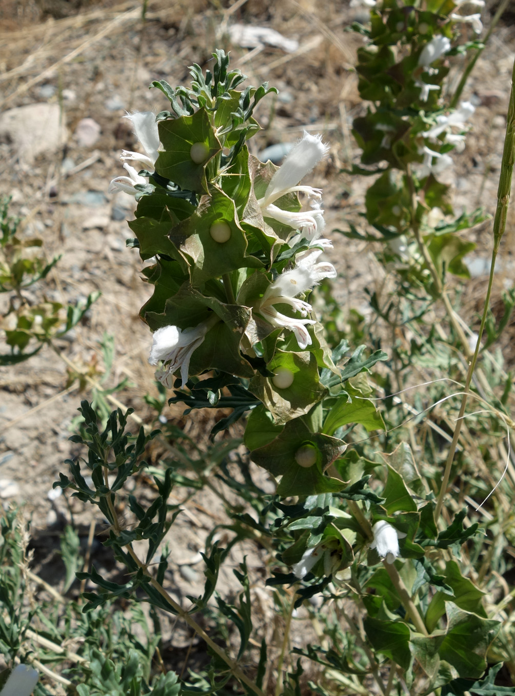 Изображение особи Lagochilus platycalyx.