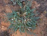 Astragalus testiculatus