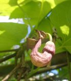 Aristolochia macrophylla. Цветок. Тверская обл., г. Тверь, Заволжский р-н, ботанический сад ТвГУ, в культуре. 2 июня 2019 г.