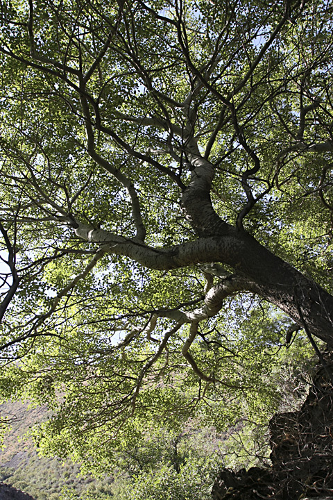 Image of Populus berkarensis specimen.