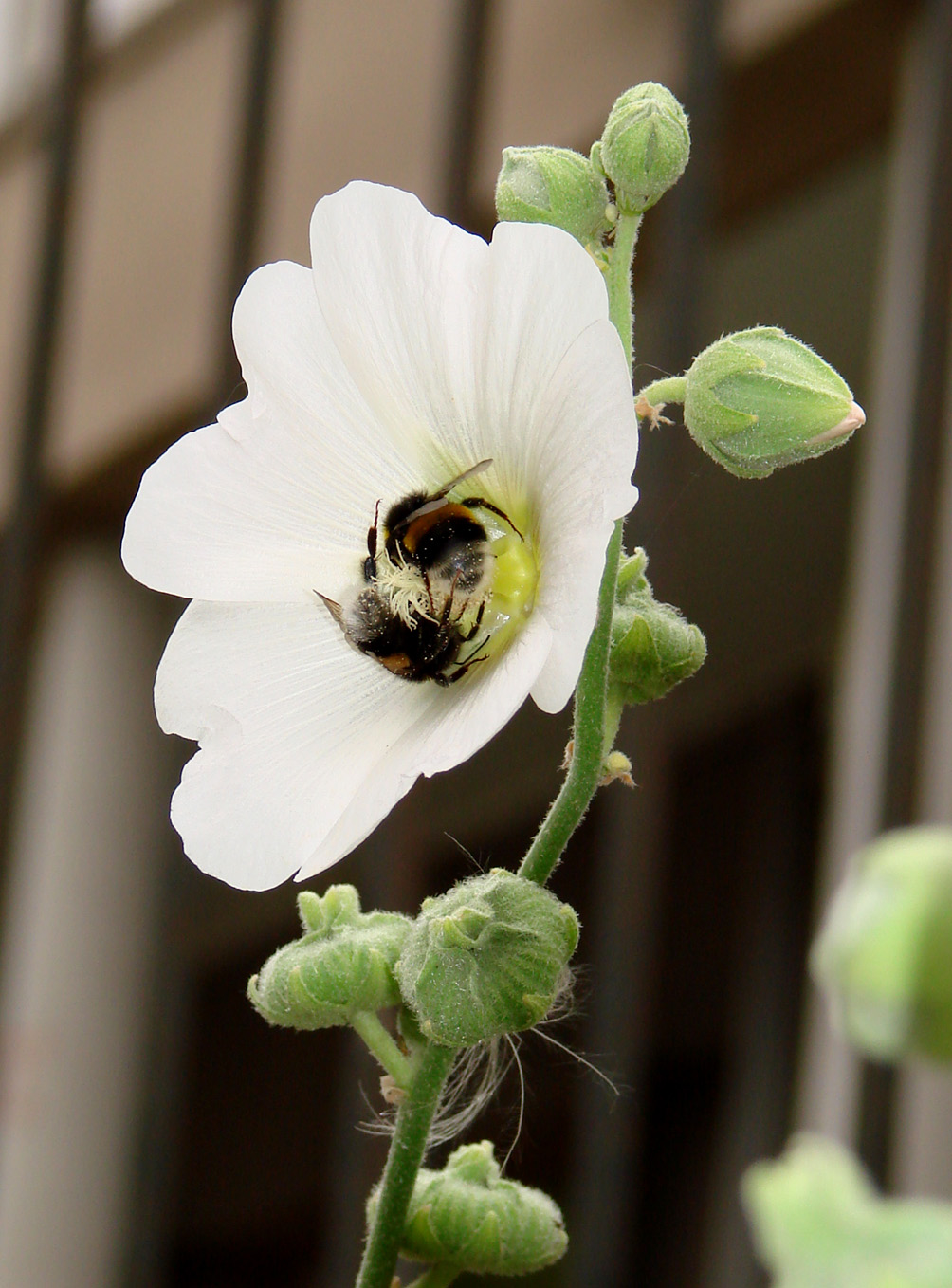 Image of Alcea rosea specimen.