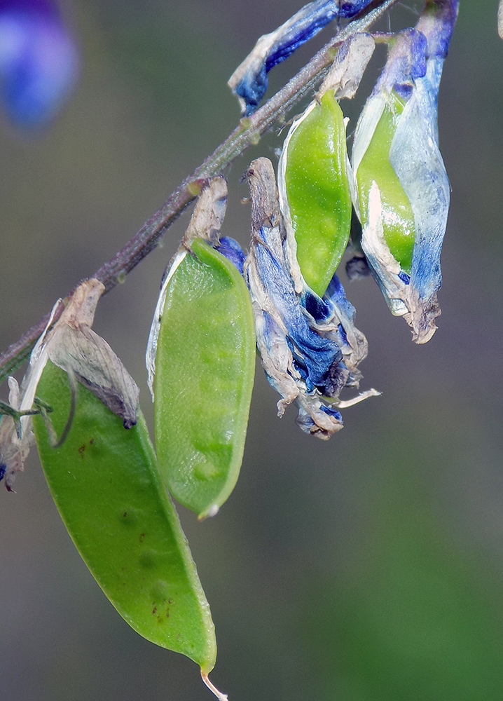 Image of Vicia varia specimen.