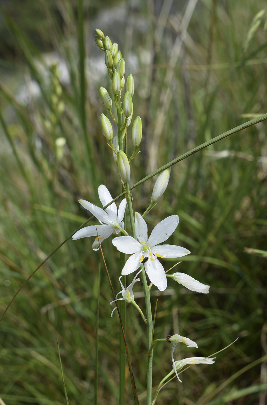 Image of Anthericum liliago specimen.