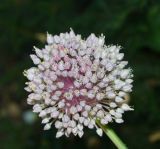 Allium ampeloprasum