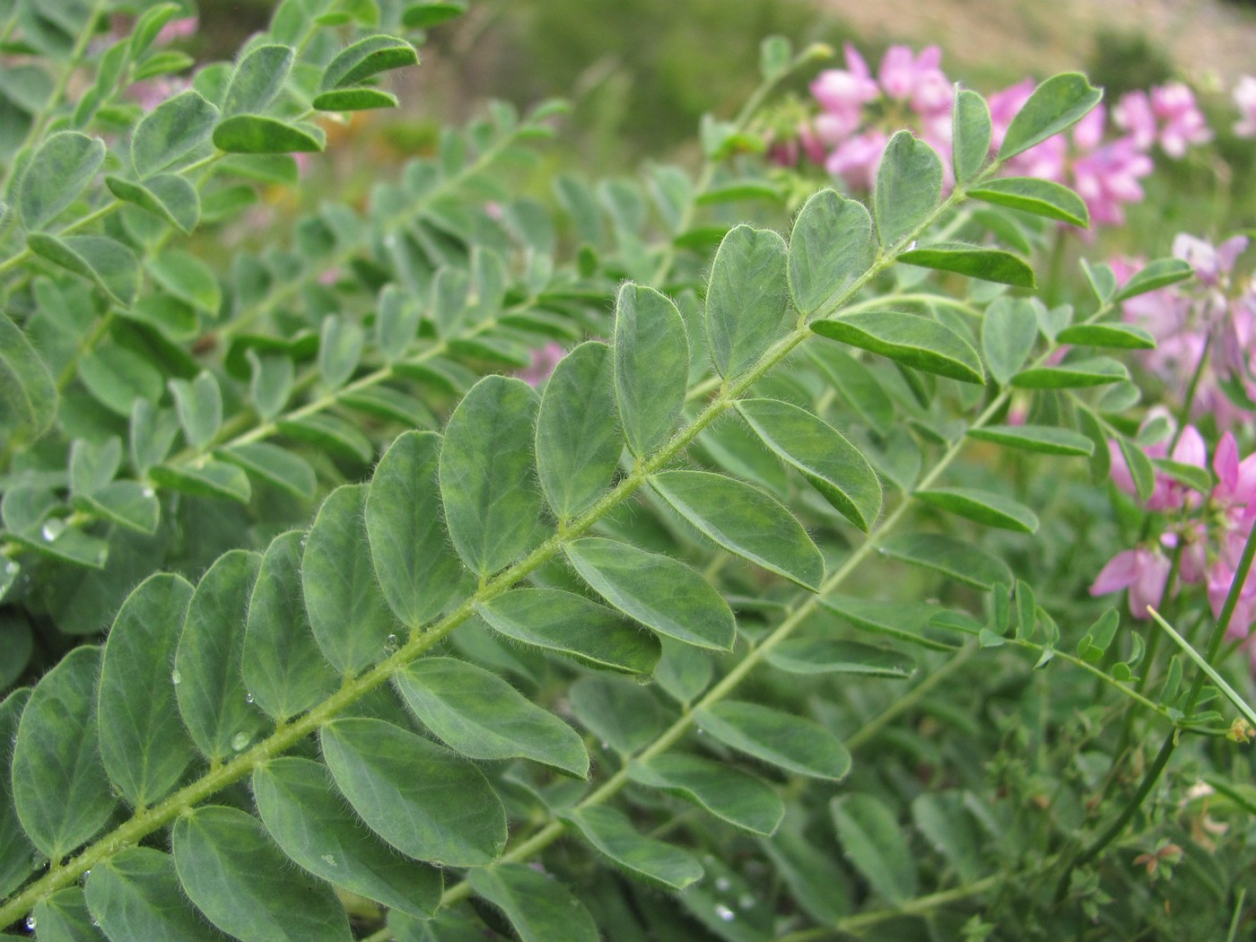 Image of Astragalus polyphyllus specimen.