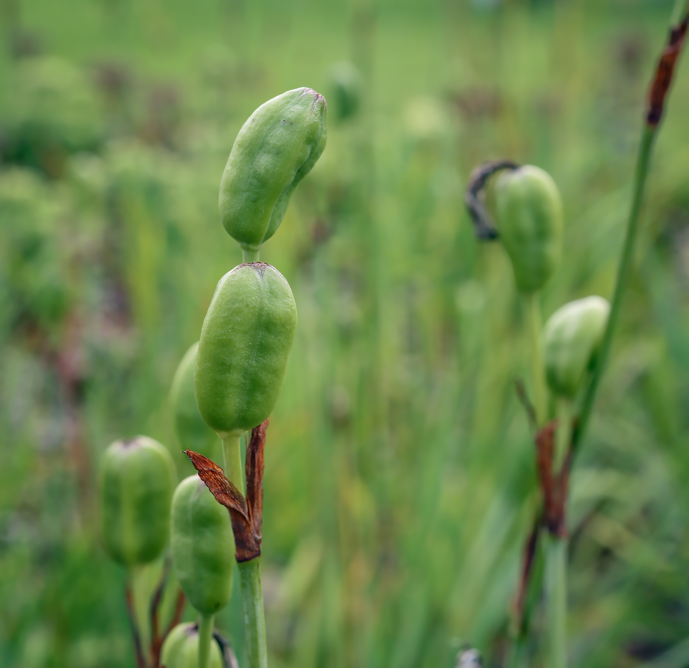 Image of Iris sibirica specimen.