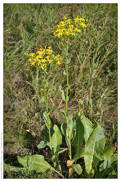 Изображение особи Senecio schwetzowii.