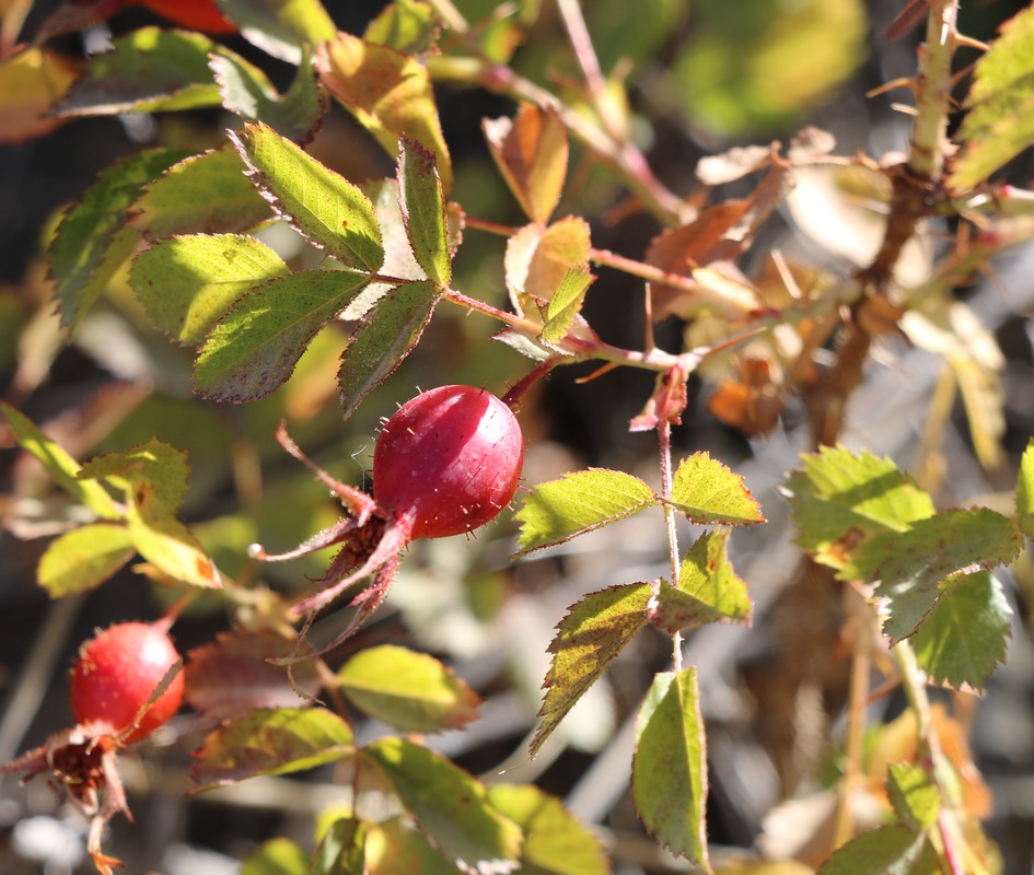 Image of genus Rosa specimen.