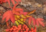 Sorbus sibirica. Верхушка плодоносящего побега. Красноярский край, г. Норильск, окр. р-на Талнах, на склоне горы. 13.09.2020.