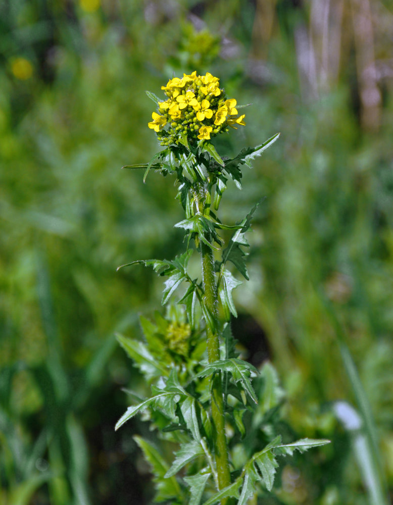 Image of Sisymbrium loeselii specimen.