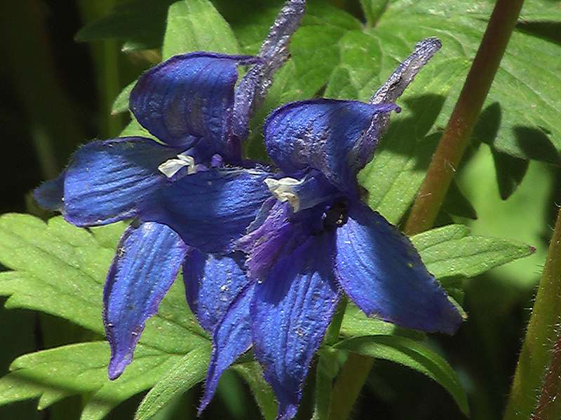 Изображение особи Delphinium brachycentrum ssp. beringii.