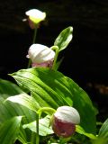 Cypripedium guttatum