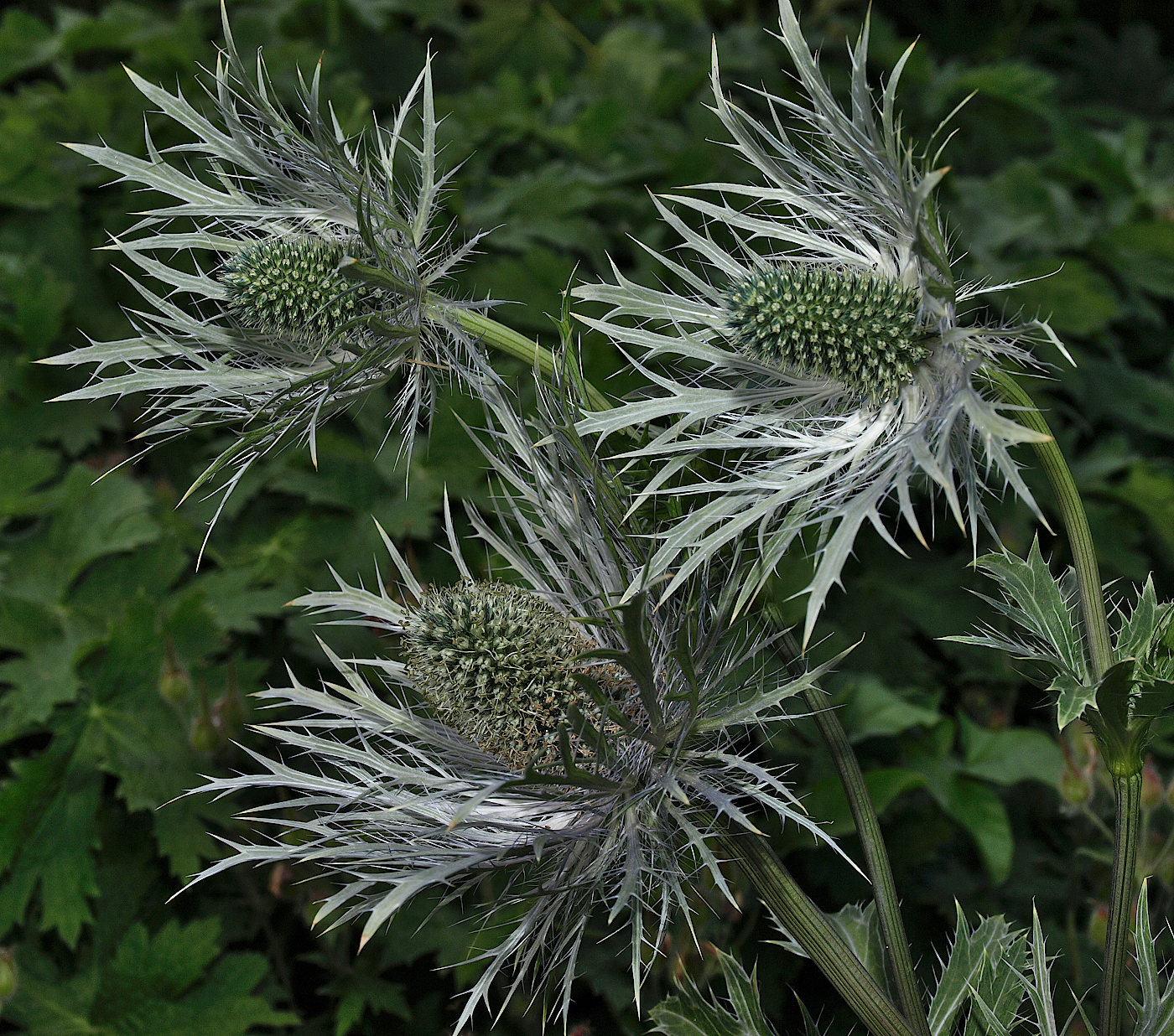 Изображение особи Eryngium alpinum.