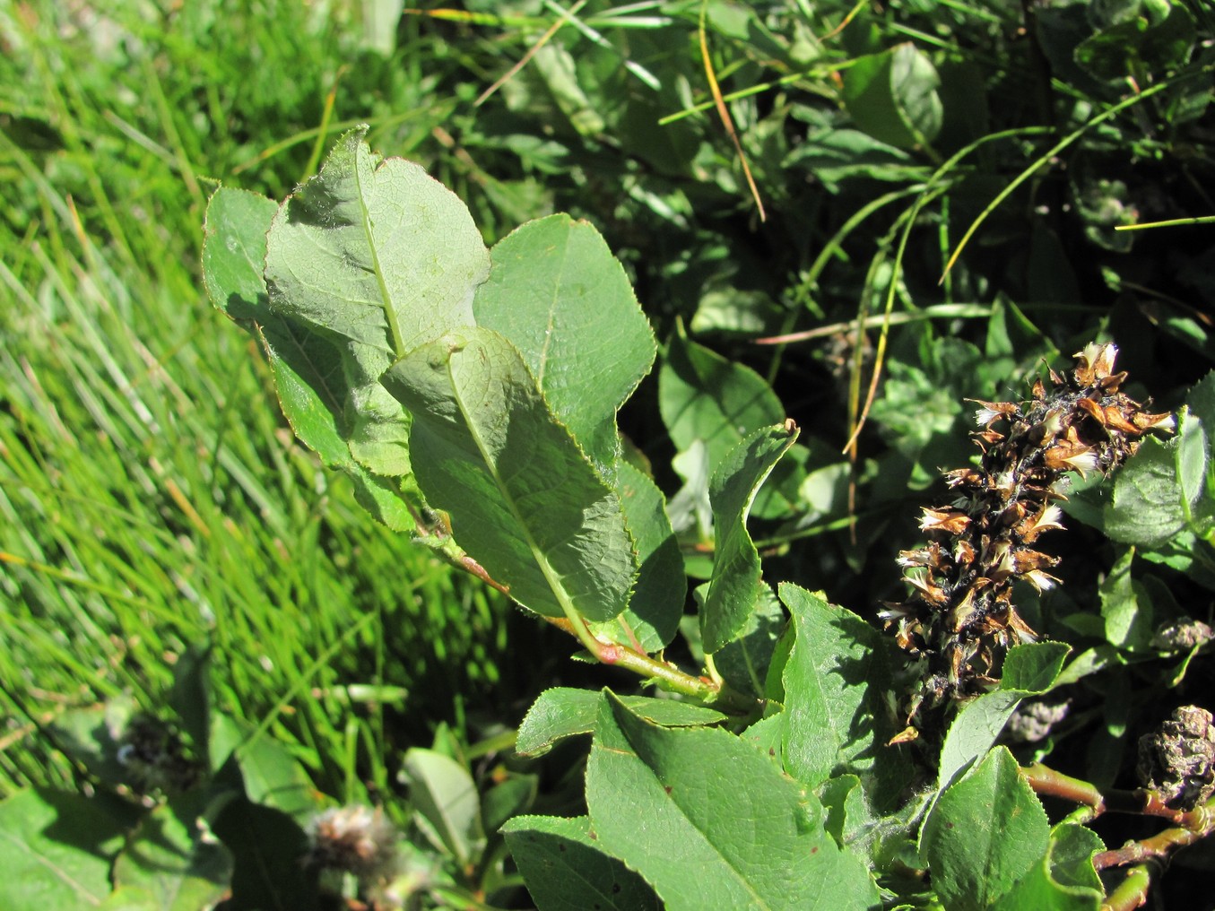 Image of Salix caucasica specimen.