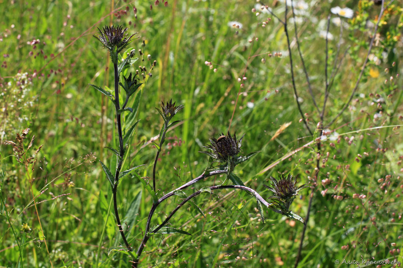 Image of Carlina biebersteinii specimen.