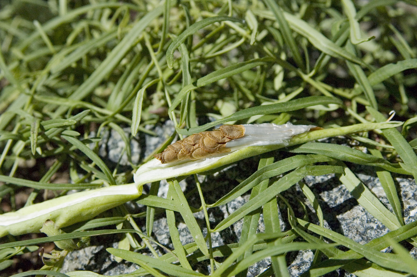 Image of Vincetoxicum sibiricum specimen.