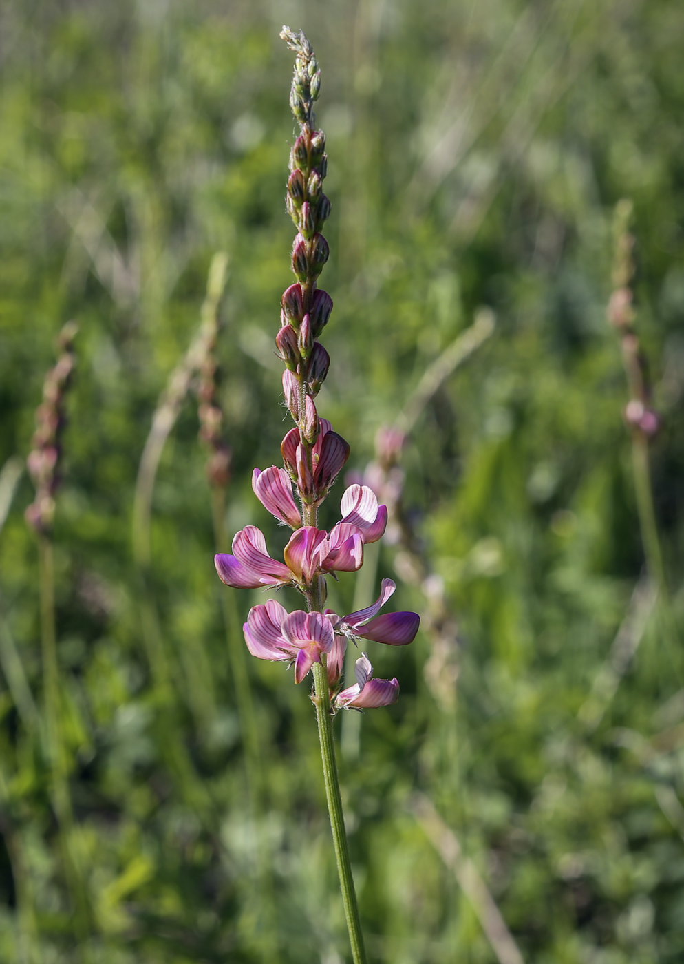 Изображение особи Onobrychis sibirica.