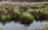 genus Carex