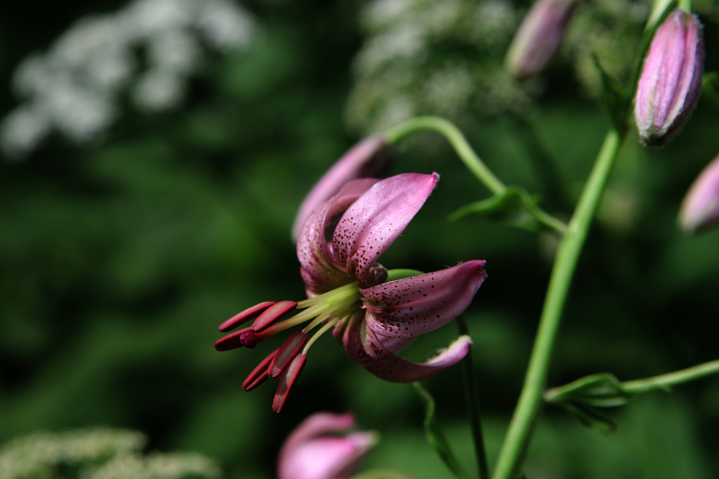 Image of Lilium pilosiusculum specimen.