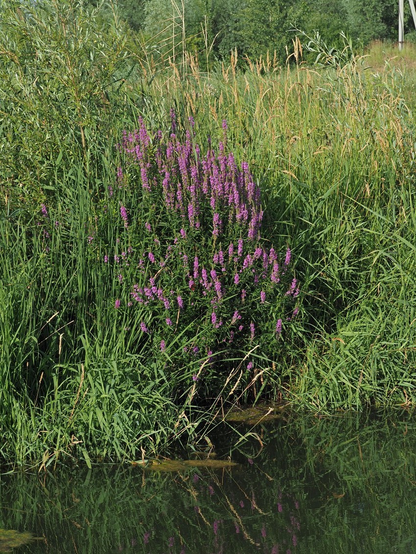 Изображение особи Lythrum salicaria.