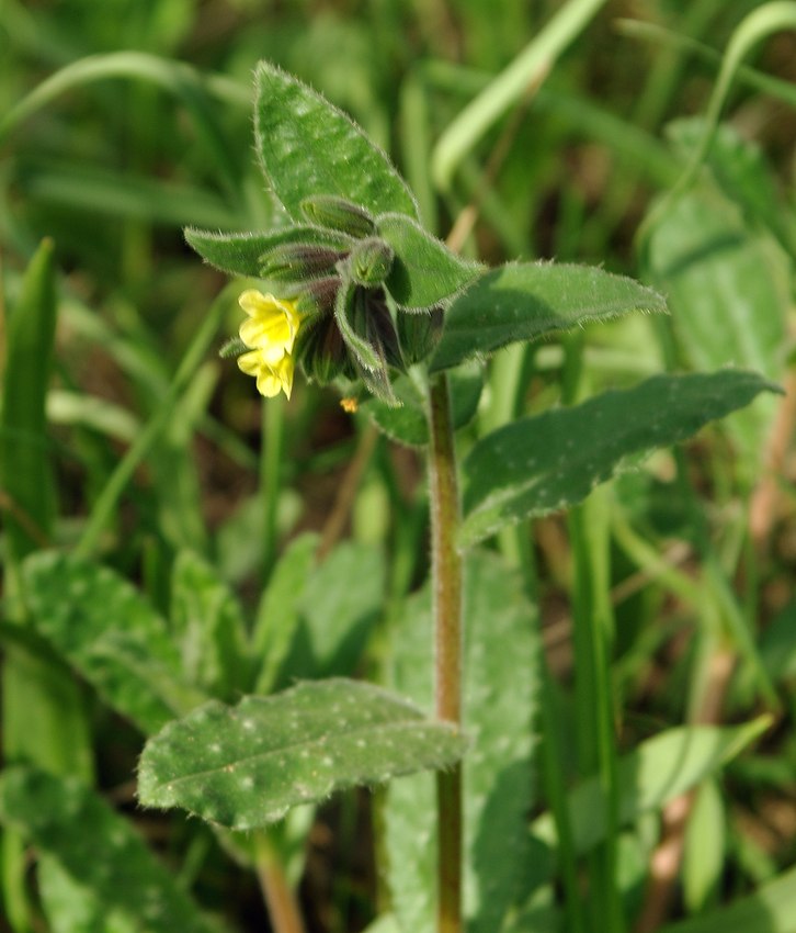 Image of Nonea flavescens specimen.