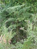 Pteridium tauricum. Вайя (высота около 190 см). Абхазия, окр. пос. Цандрыпш, на опушке вторичного леса на склоне горы. 07.08.2021.