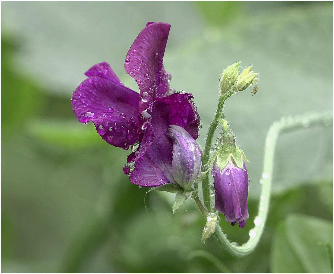 Image of Lathyrus odoratus specimen.